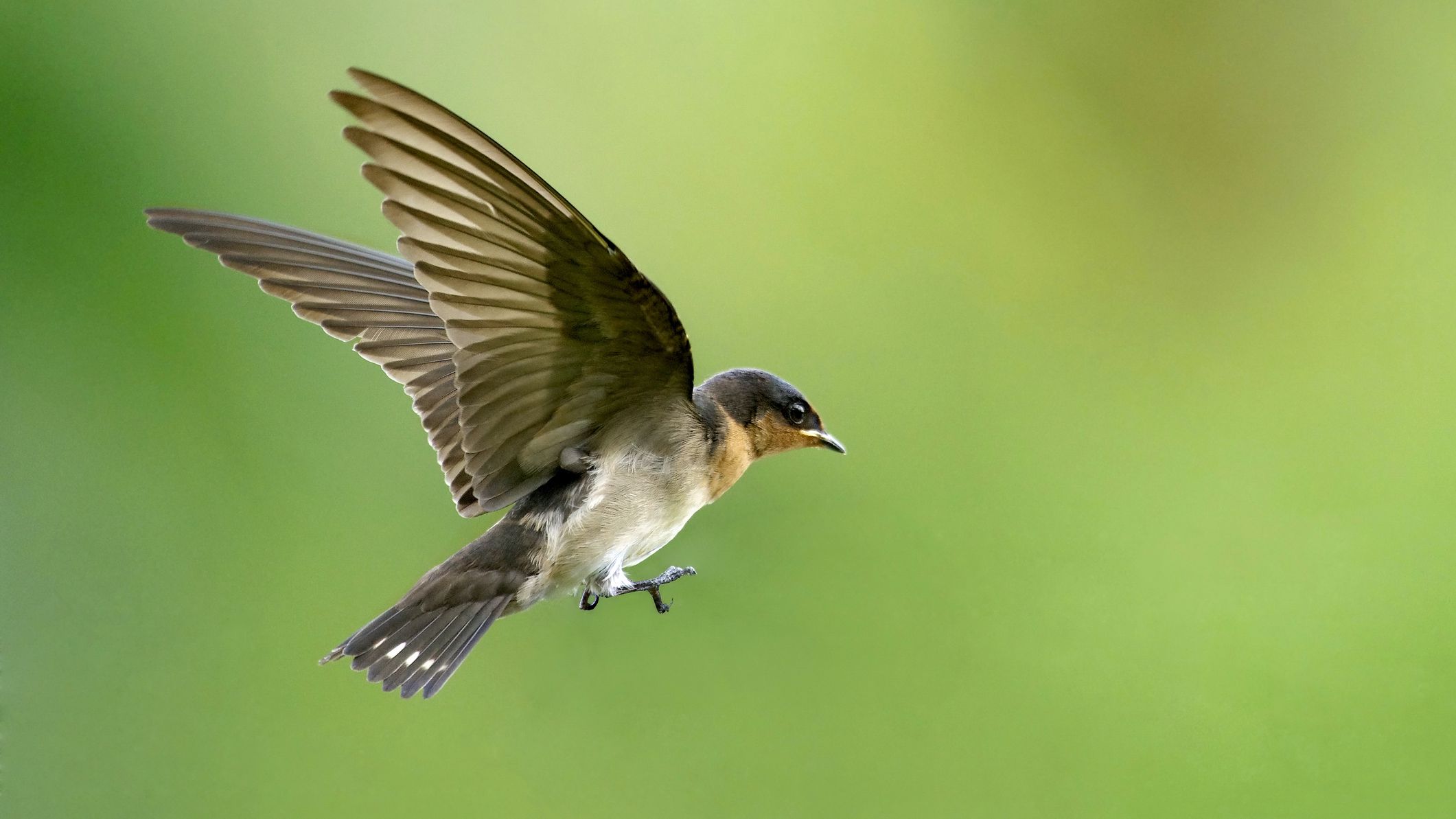 bird