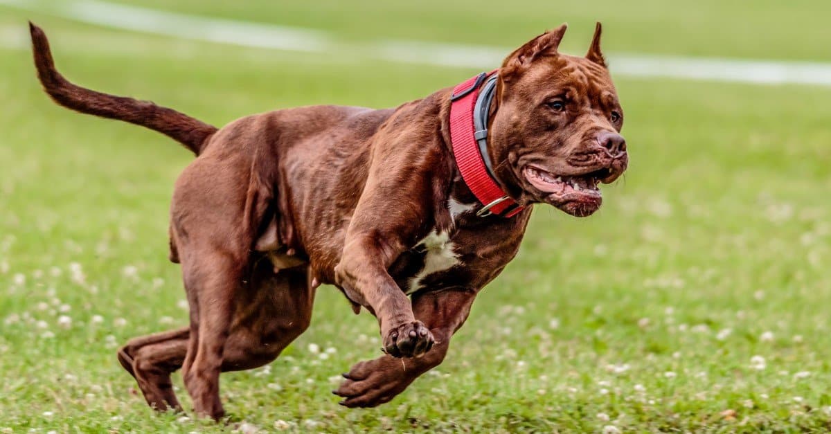 dog