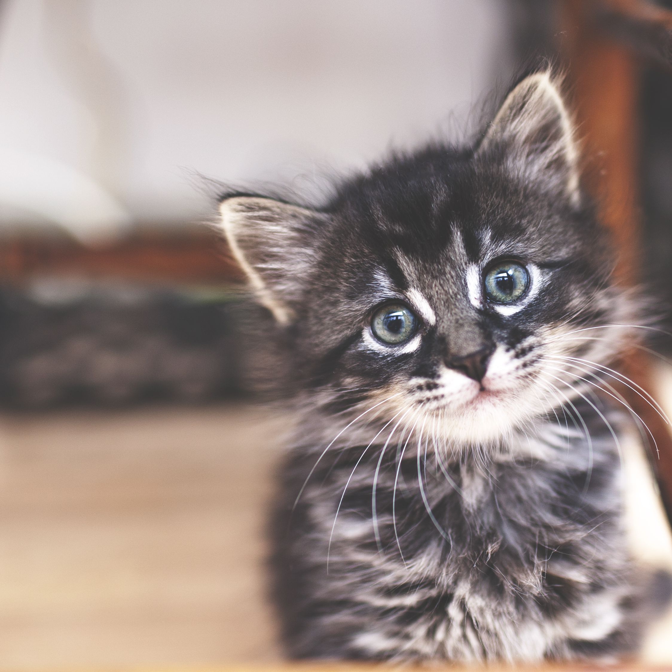 kitten